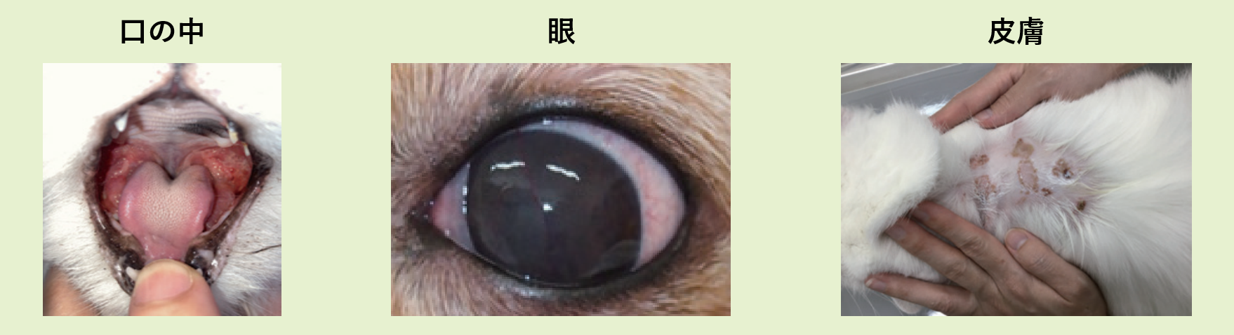 眼・口腔内・皮膚