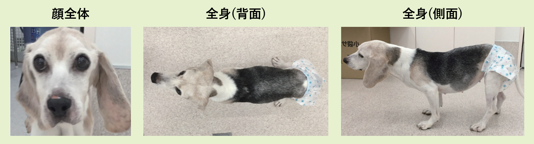 顔全体・背面・側面